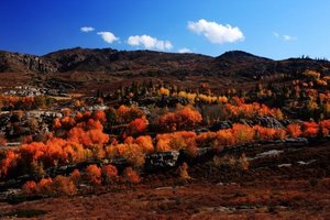 【摄影11日游】塔里木河原生态金色胡杨林摄影创作团