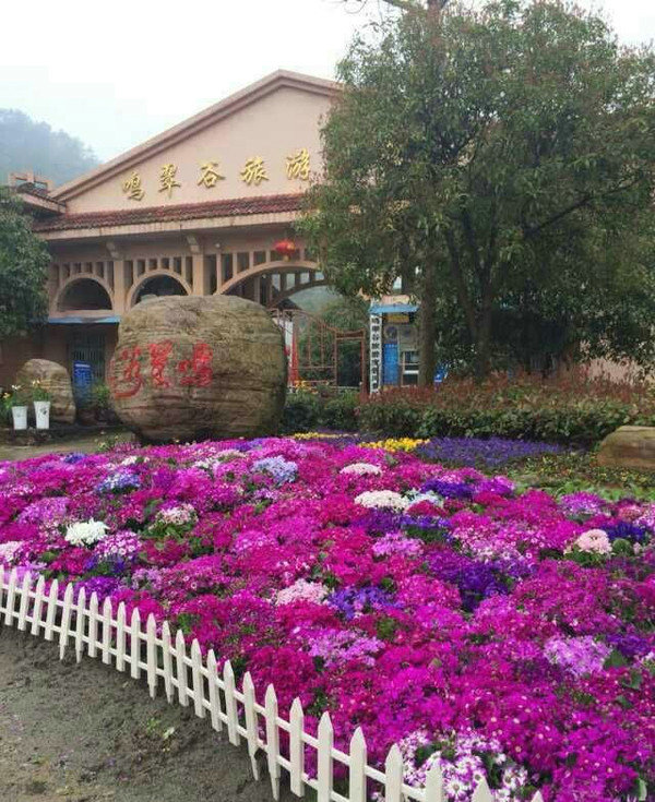 三峡鸣翠谷旅游度假区位于宜昌市点军区紫阳村,是国家aaa级景区(原