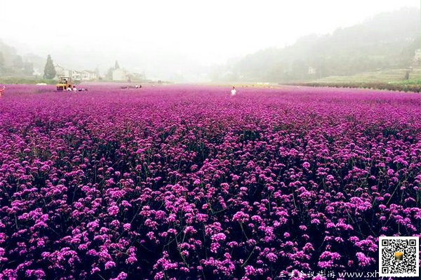 宜昌赏花旅游好地方--秭归月亮花谷风景区