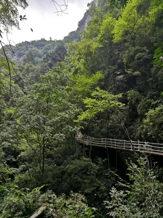 楠木林景区新增1500米悬空栈道，到宜昌中亚楠木林感受峡谷清凉