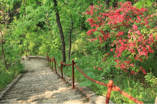 2014年汝阳西泰山杜鹃花节举办时间:4月25日-5月11日 西泰山的门票