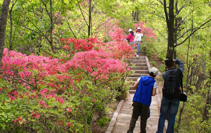 2016汝阳西泰山杜鹃花节时间,门票