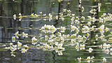 都安澄江河，一條會開花的河，安福寺純玩一日游