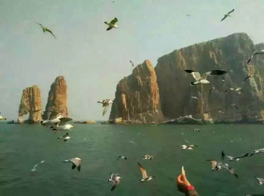 早上6点指定时间、地点集合出发到达蓬莱码头(约3个半小时-4小时左右),坐船前往长岛(约40分钟),到达岛上之后再次乘船前往万鸟岛,时长约4个小时,游览10个岛屿,船游长岛港庙岛塘,欣赏长岛优美的自然风光,然后登庙岛(游览1小时左右)上岛游览,岛上供奉着妈祖像,妈祖是保佑出海打鱼的渔民平安出行的。然后继续坐船游览羊驼子岛、太阳岛、螳螂岛、钓鱼岛、海豹礁、宝塔礁、猴叽岛、然后到达万鸟岛。万鸟岛常年经风化和海蚀,岛上的悬崖此凸彼凹,形成了很多可供海鸟栖息的石阶、石台、石窟等天然洞穴,且悬崖非常险峻。由于万鸟岛