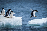 南极 阿根廷 乌斯怀亚 德雷克海峡 南极半岛 20日