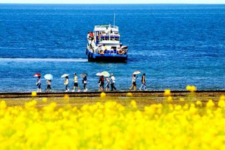 ������¤��/�����Ͳ˻�/��ľ�����򵥷ɵ�������5����