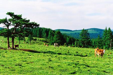 �������Ͻ���ʲ�ų�/��ɳ��/������ľ��˫��8�������