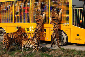 [上海一日]<上海野生动物园一日游>