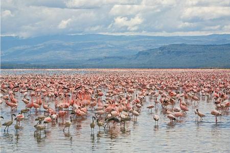 肯尼亞10天觀看野生動物特色之旅