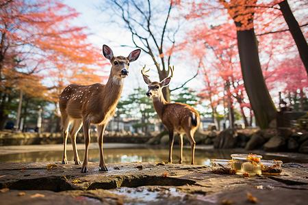 【关西深度纯玩半自助6日】9-10月 北京直飞 两天自由活动