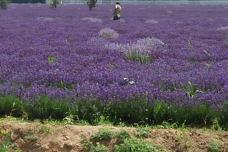 浙江开化8客人北戴河沈阳四日游往返高铁