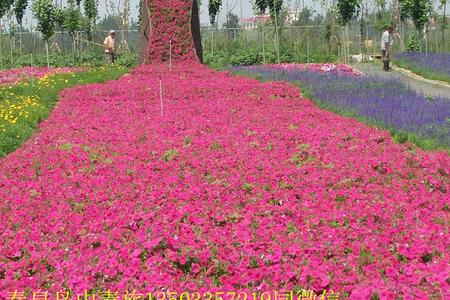 最新北戴河旅行社线路报价到承德坝上草原三日游