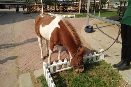 五日独立成团游览北戴河+南戴河黄金海岸沙雕大世界+山海关