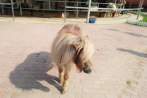 北戴河新华假日酒店四星级客人到坝上草原承德过界河景点三日游