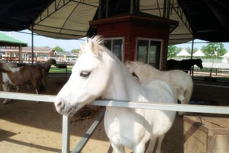 北戴河燕山大厦三星酒店到承德草原三日游经济型