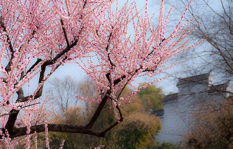 东湖梅花节门票多少钱?