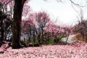 �ɶ���ҩ��������_ҩ�������Ļ�������_�ɶ��ܱߴ����ͻ�������