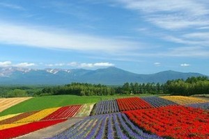 �ձ����������μ۸�_��������ʳ��Ȫ������_�ɶ�������������