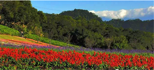 世界最美丽的花海 6b1b_b.png?v=1419217170