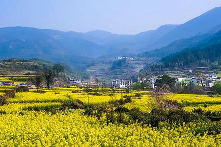 国旅婺源旅游团纯玩团35天线路推荐无购物无自费